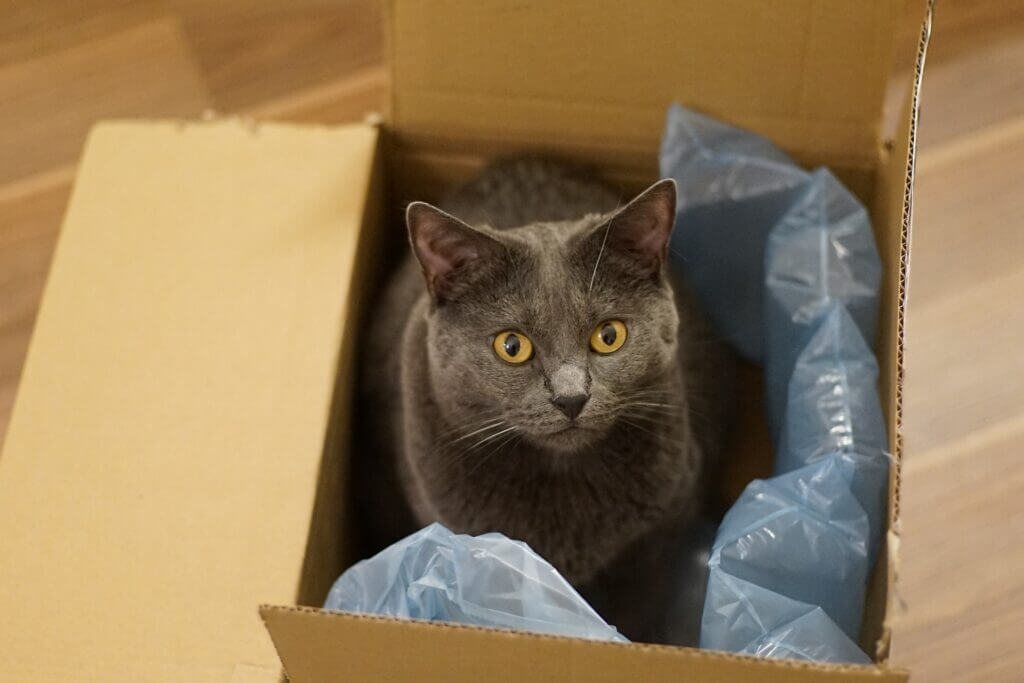 chat chartreux dans un carton de déménagement