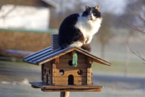 chat perché sur une maison pour oiseaux