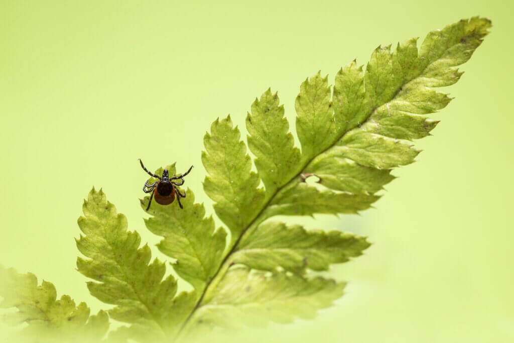 tique sur une fougère