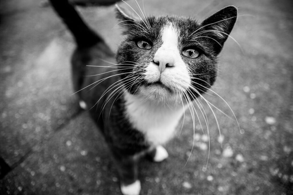 chat des rue en noir et blanc