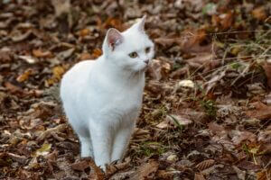 chat blanc sur des feuilles d'automne