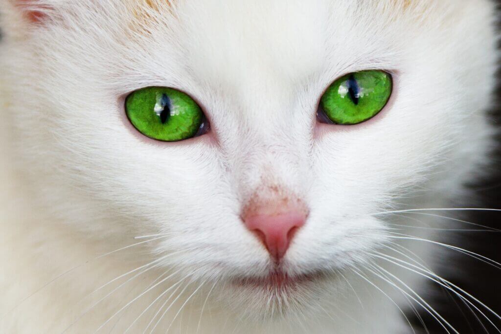 chats blanc aux yeux verts