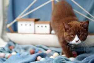 chaton à la robe chocolat et blanche