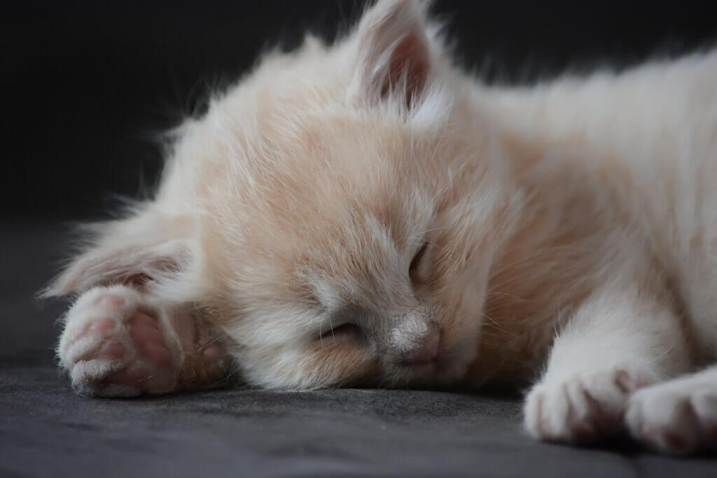 chaton à la robe crème