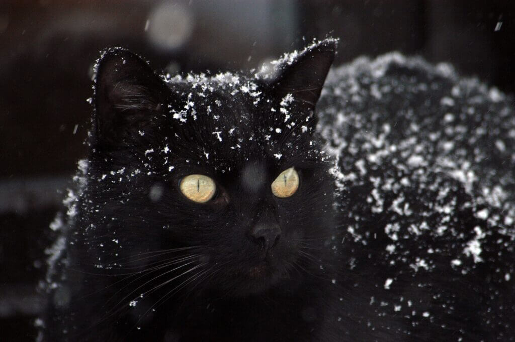 chat noir couvert de neige