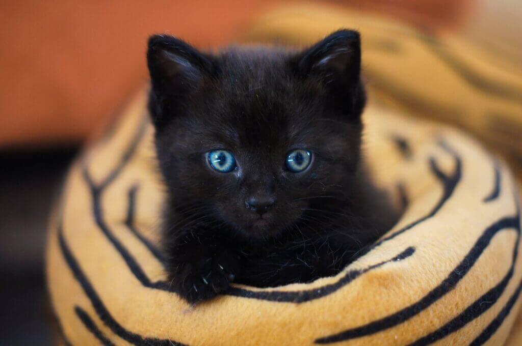 chaton noir. Nom en U