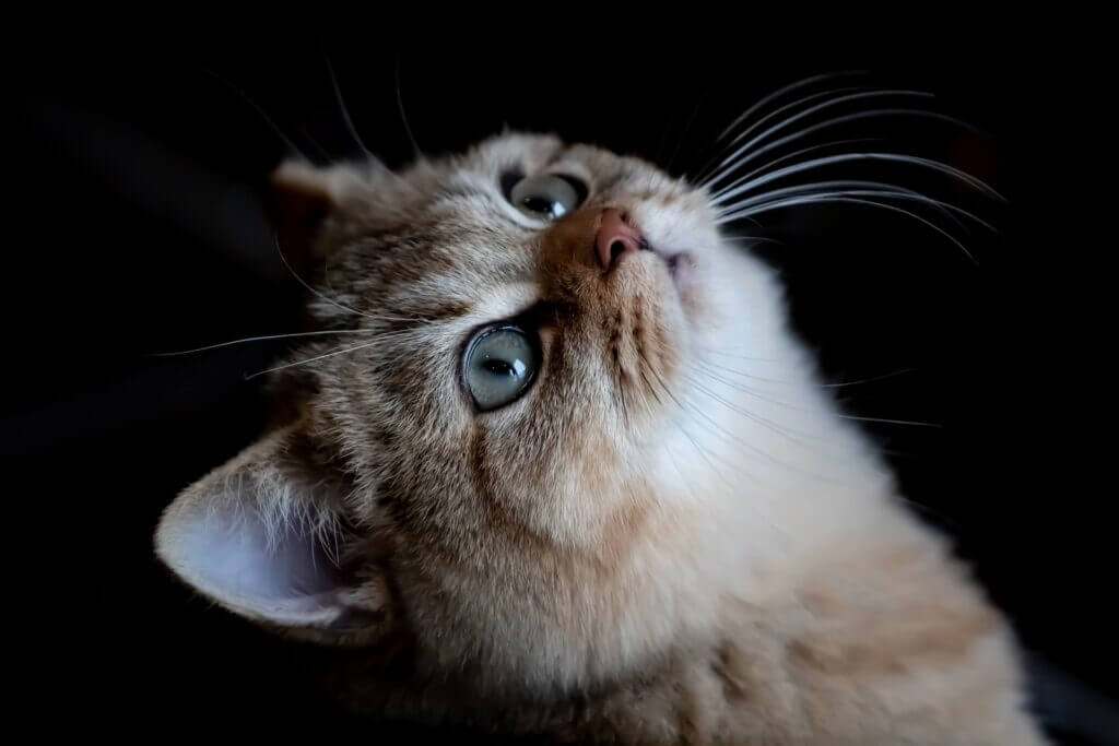 chaton au museau roux