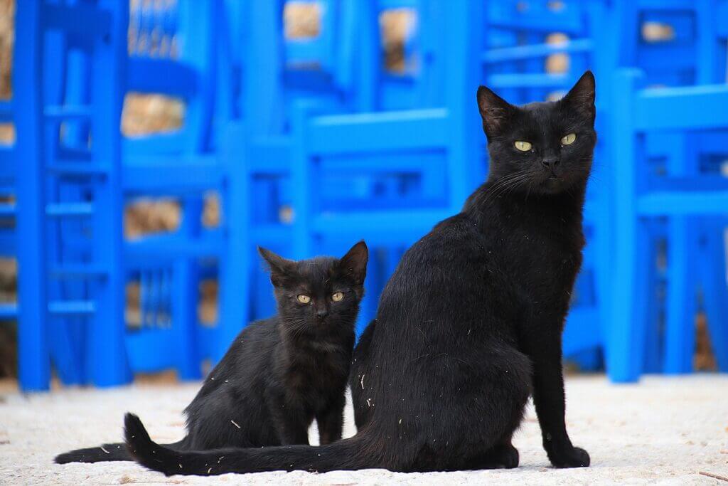 chat noir et chaton noir