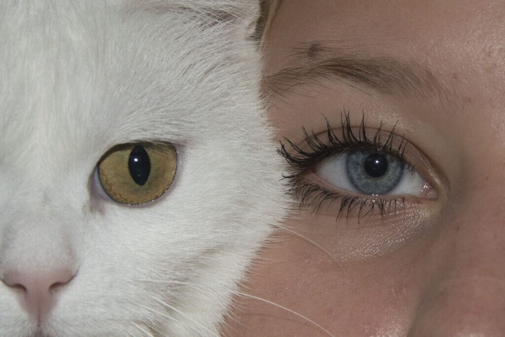 yeux de chat et de fille