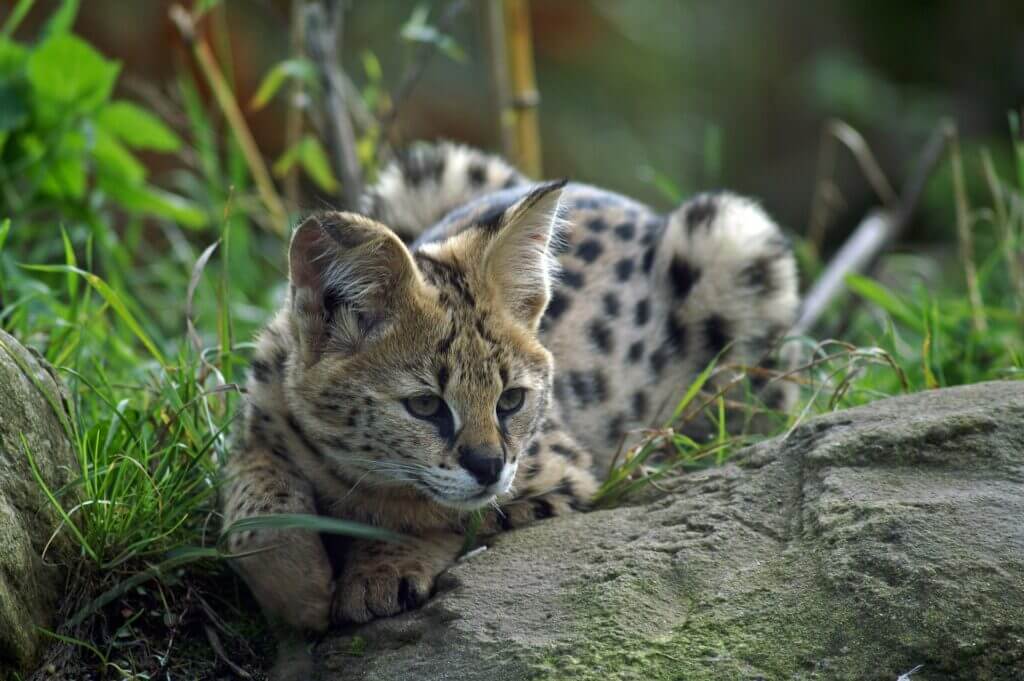 serval africain