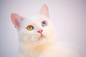 chat blanc aux yeux vairons