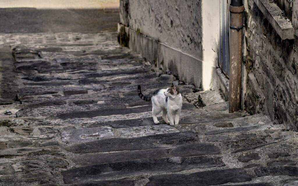 chat des rues
