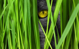 chat qui chasse dans les herbes