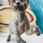 cornish rex