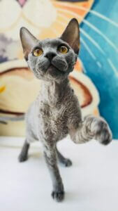 cornish rex