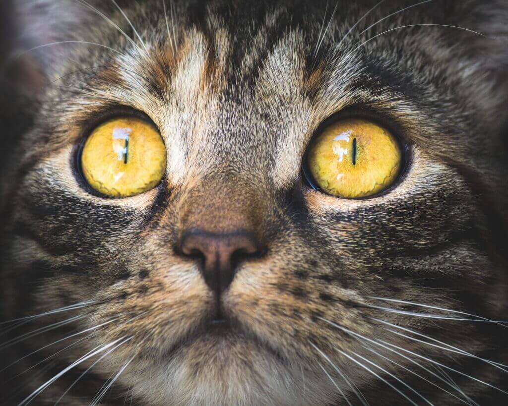 Yeux de chat