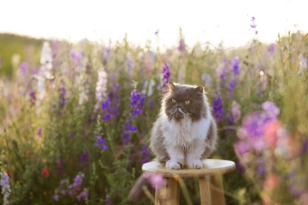 Chat persan sur une souche avec des fleurs