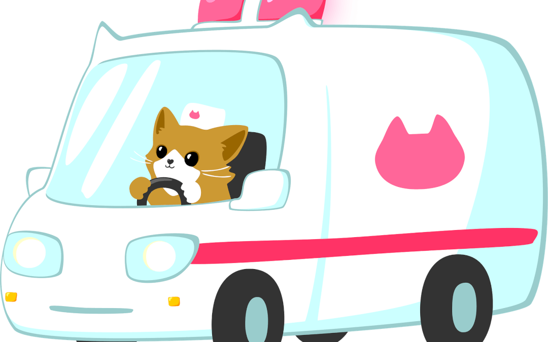 ambulance pour chat 