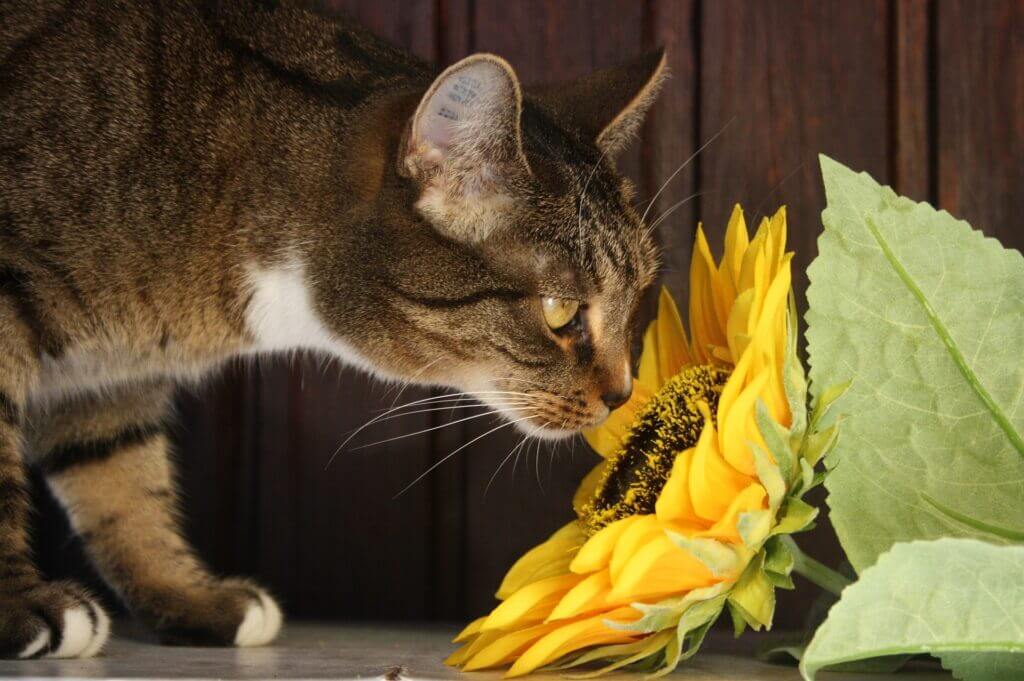 chat qui renifle une fleur de tournesol