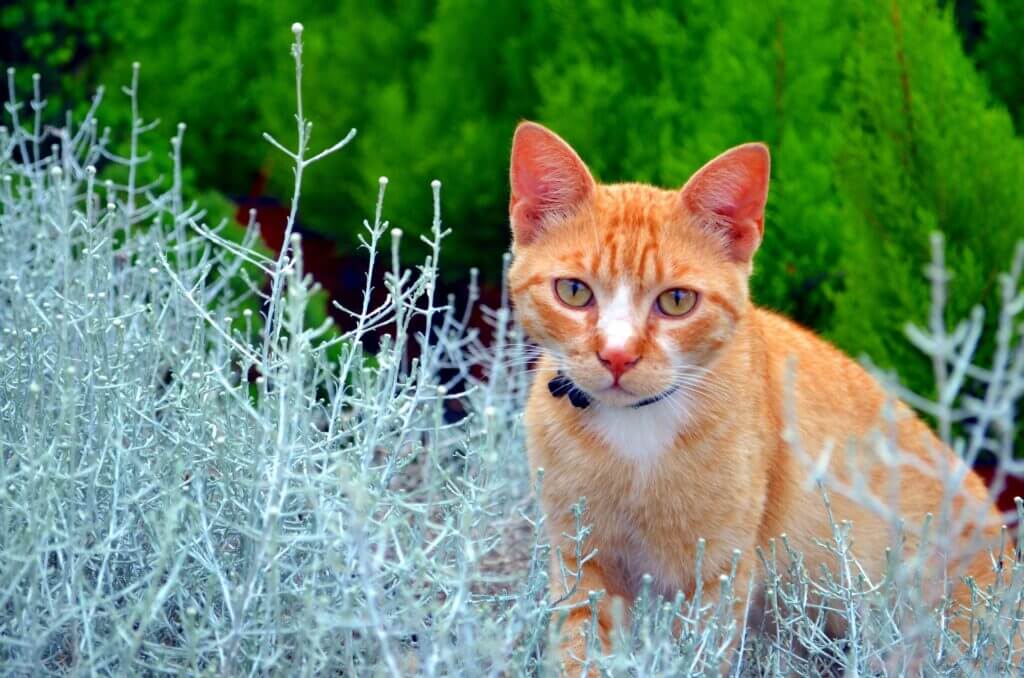 chat roux dans un jardin