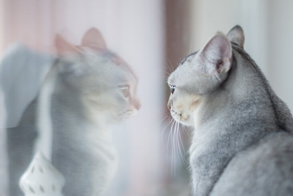 chat qui regarde son reflet