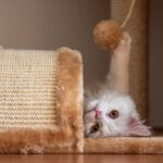 chat qui joue dans un arbre à chat