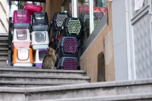 boite de transport pour chat