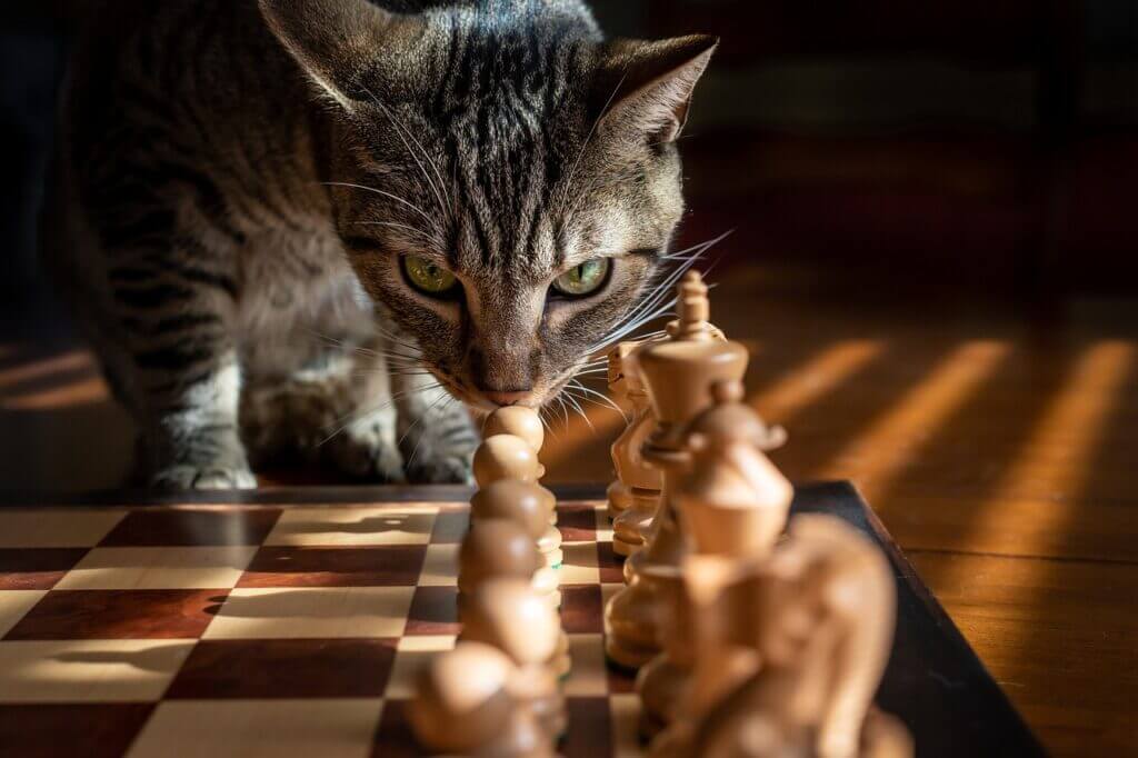 chat qui joue aux echecs