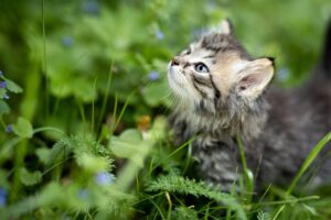 chaton dans l'herbe