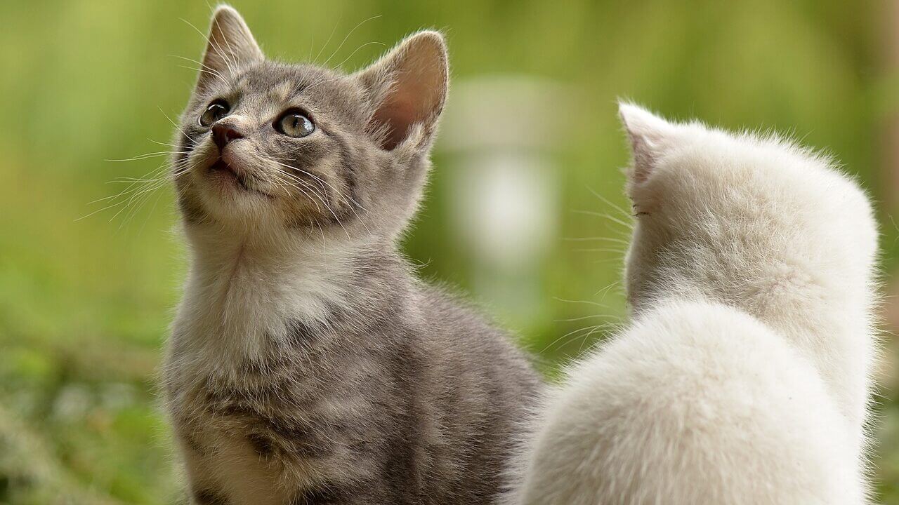 chatons dans l'herbe