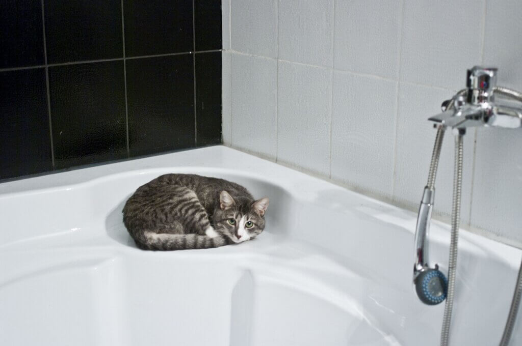 cat, bathroom, shower head