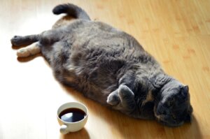 gros chat par terre avec une tasse de café