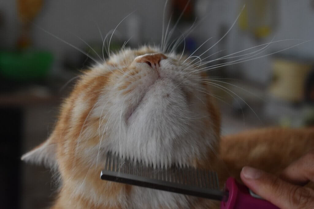 cat, hairbrush, carding