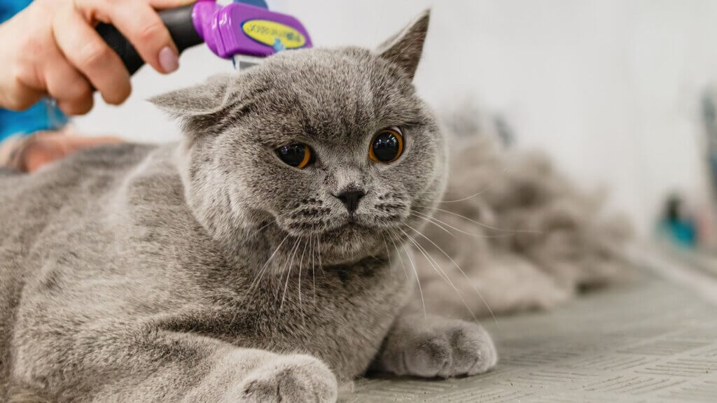 cat, feline, grooming