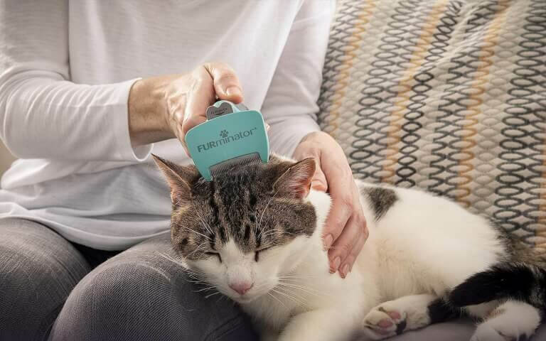 chat que l'on brosse avec une brosse Furminator