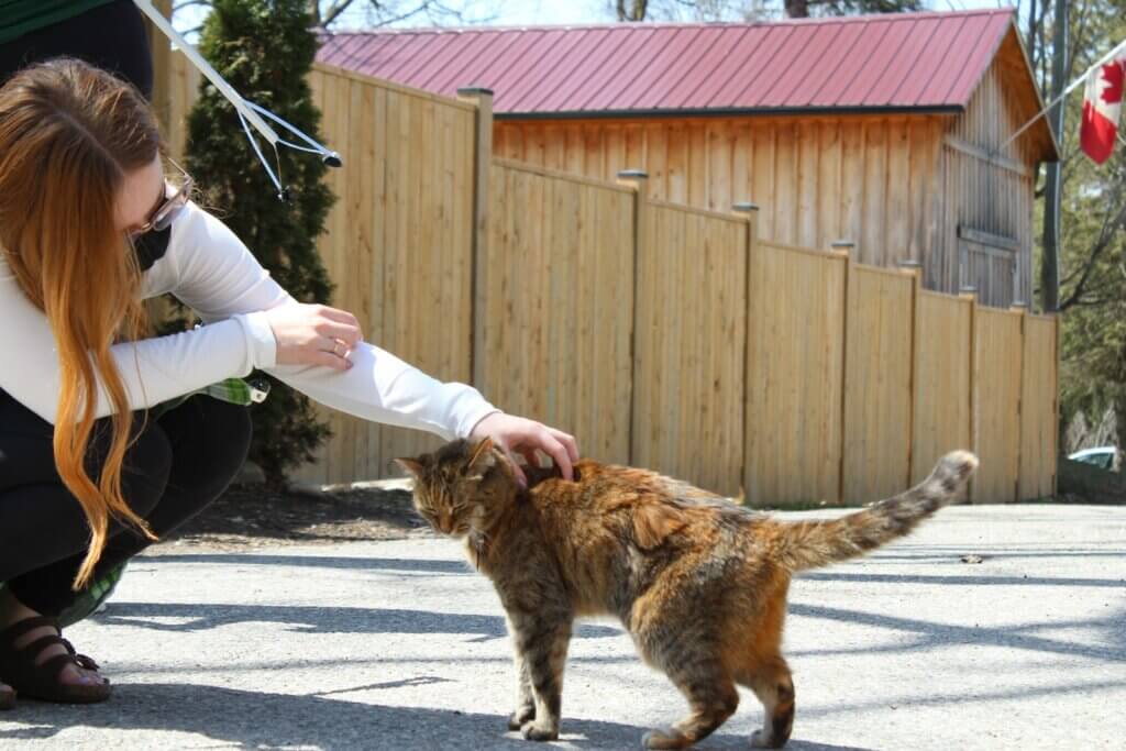a woman petting a cat