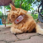 Weenect XS porté par Florette le chat