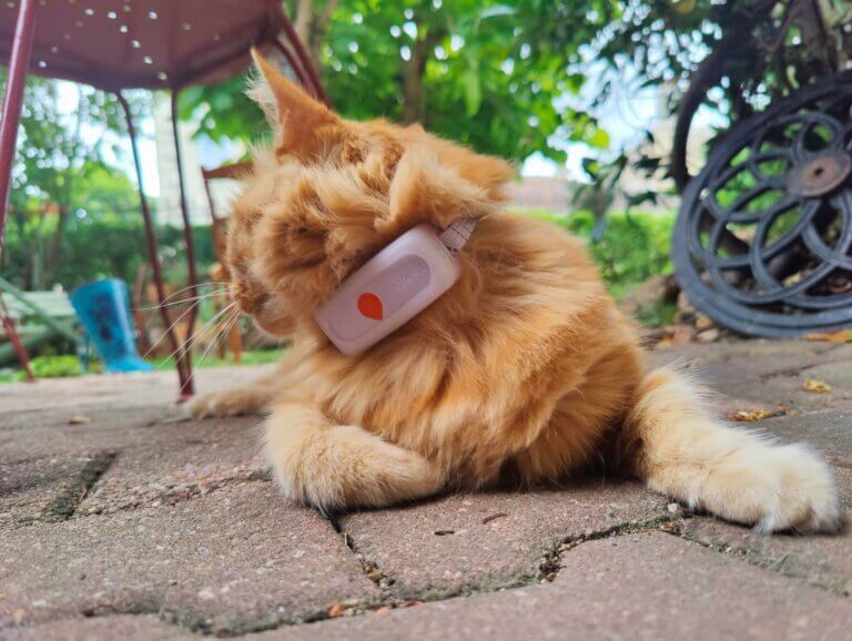 Weenect XS porté par Florette le chat