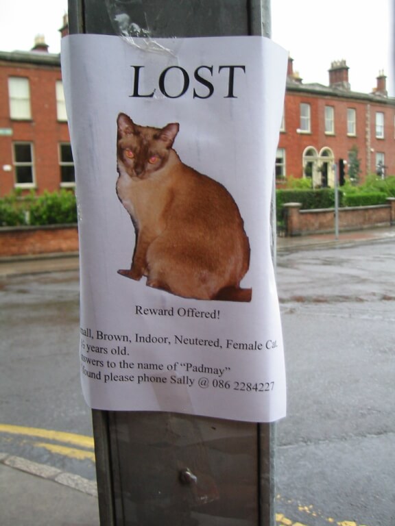 chat perdu
