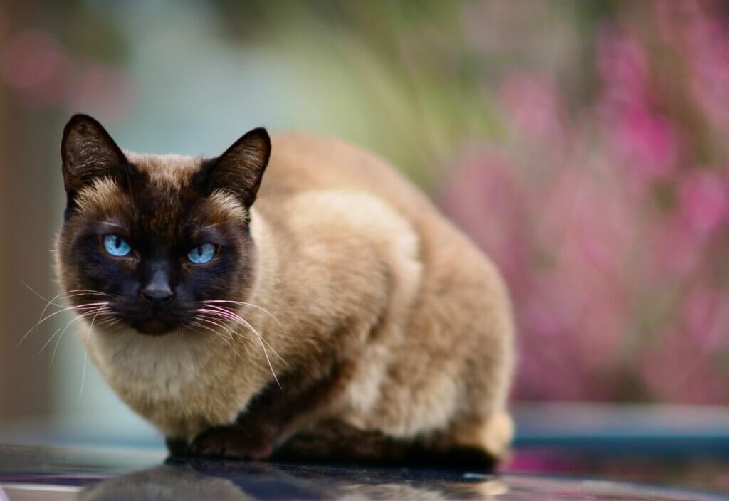 a siamese cat sitting on top of a car
