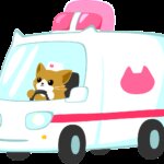 cat, ambulance, feline