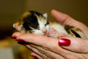 un chaton calico
