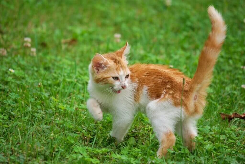 a cat running in the grass