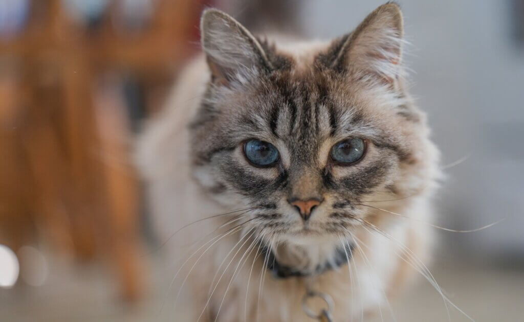 a cat with blue eyes