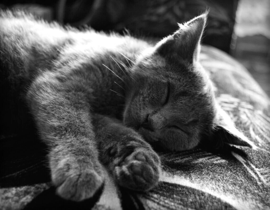 a cat sleeping on a blanket