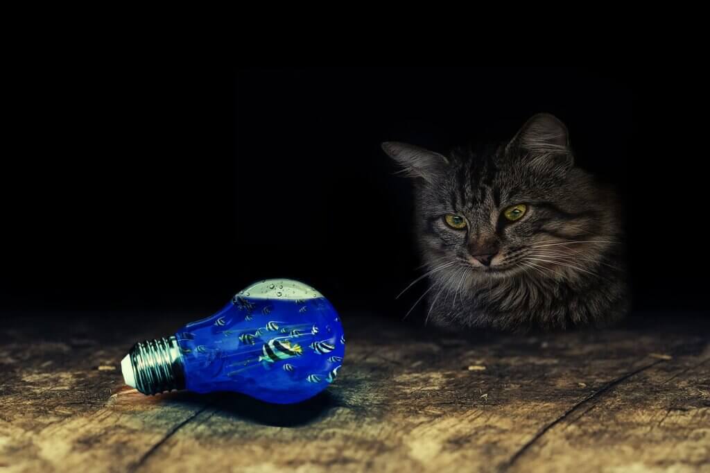 lightbulb, cat, fishes