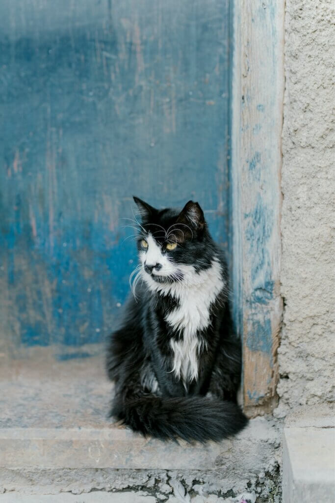 Calm abandoned cat sitting on porch in daytime