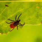 brown spider on green leaf