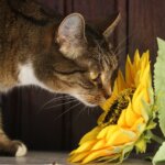 cat, sunflower, flower