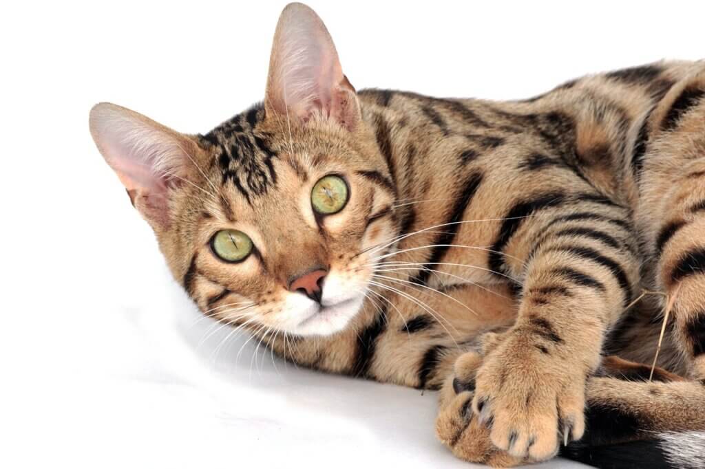 cat, bengal, pet